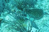 Curacao 04-12 586